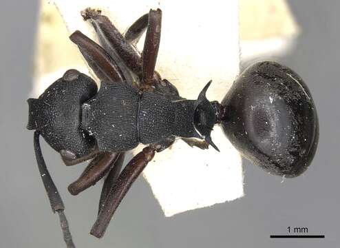 Image of Polyrhachis phryne Forel 1907