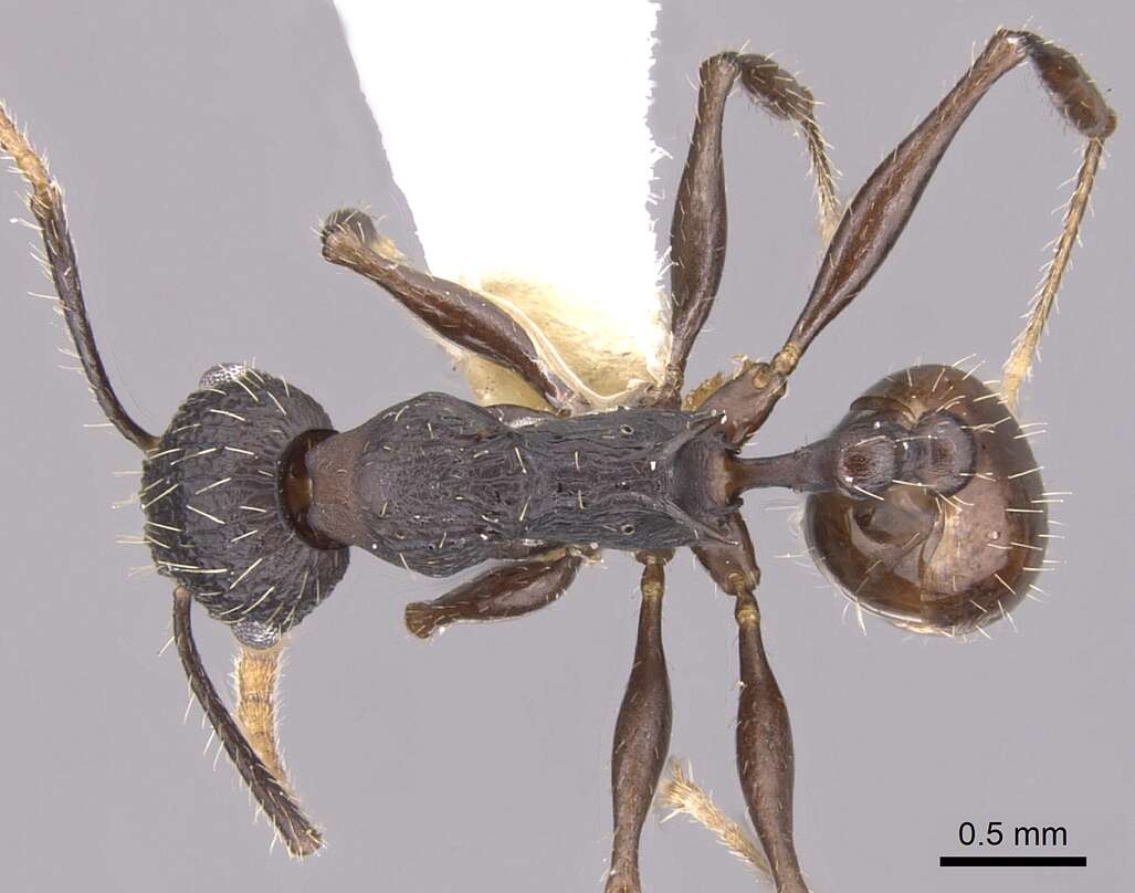 Image of Vombisidris bilongrudi (Taylor 1989)