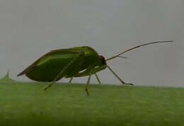 Image of Tea Plant bug