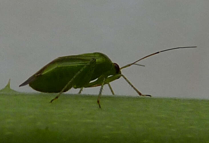 Image of Tea Plant bug