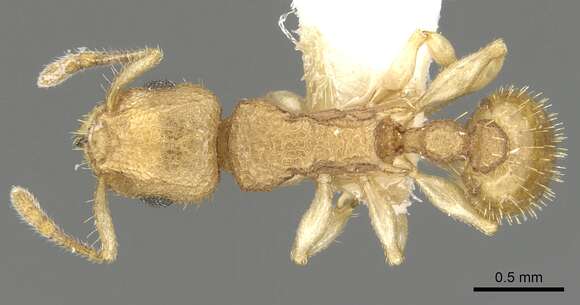 Image de Vombisidris lochme Bolton 1991