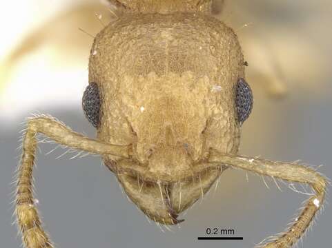 Image de Vombisidris dryas Bolton 1991