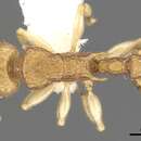 Image of Vombisidris harpeza Bolton 1991