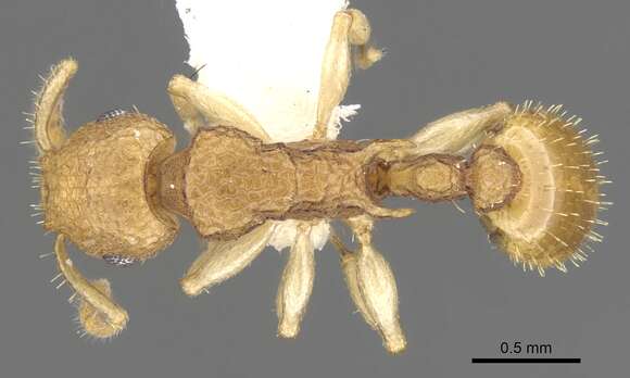 Image of Vombisidris harpeza Bolton 1991