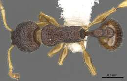 Image de Vombisidris occidua Bolton 1991