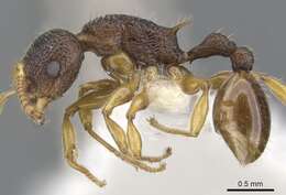 Image de Vombisidris occidua Bolton 1991