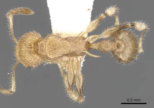 Image de Vombisidris philax Bolton 1991