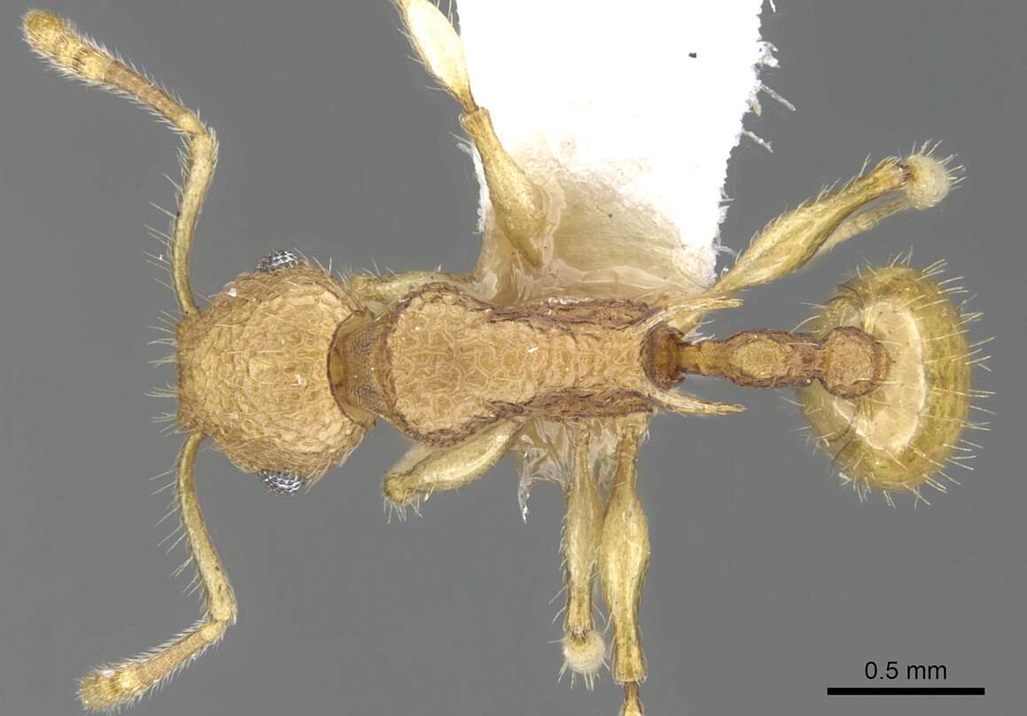 Image of Vombisidris nahet Bolton 1991