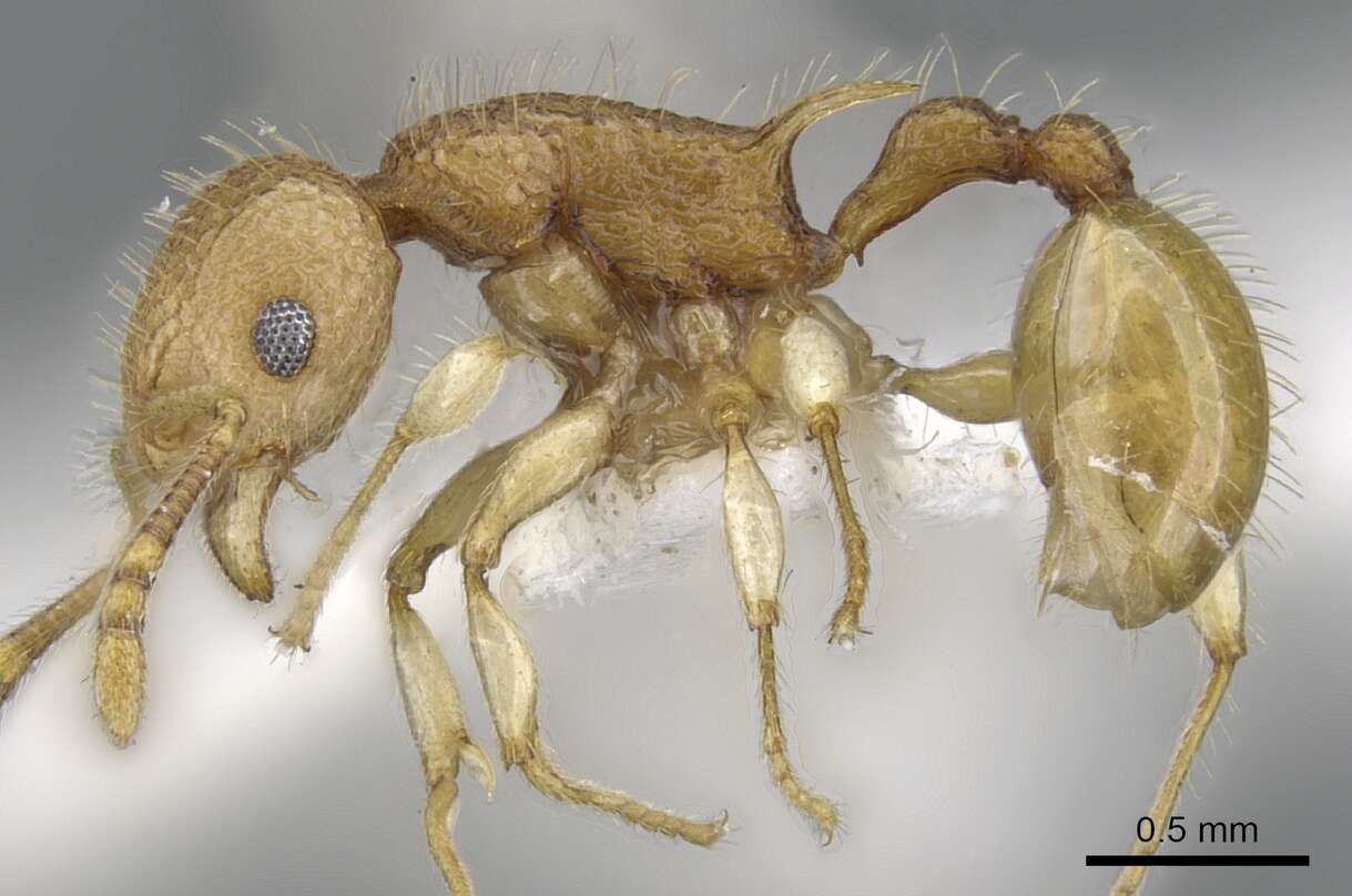 Image of Vombisidris nahet Bolton 1991