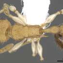 Image of Vombisidris renateae (Taylor 1989)