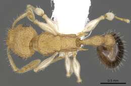 Image of Vombisidris renateae (Taylor 1989)