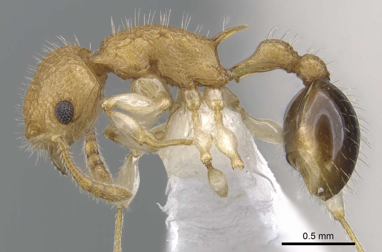 Image of Vombisidris renateae (Taylor 1989)