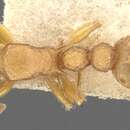 صورة Romblonella elysii (Mann 1919)