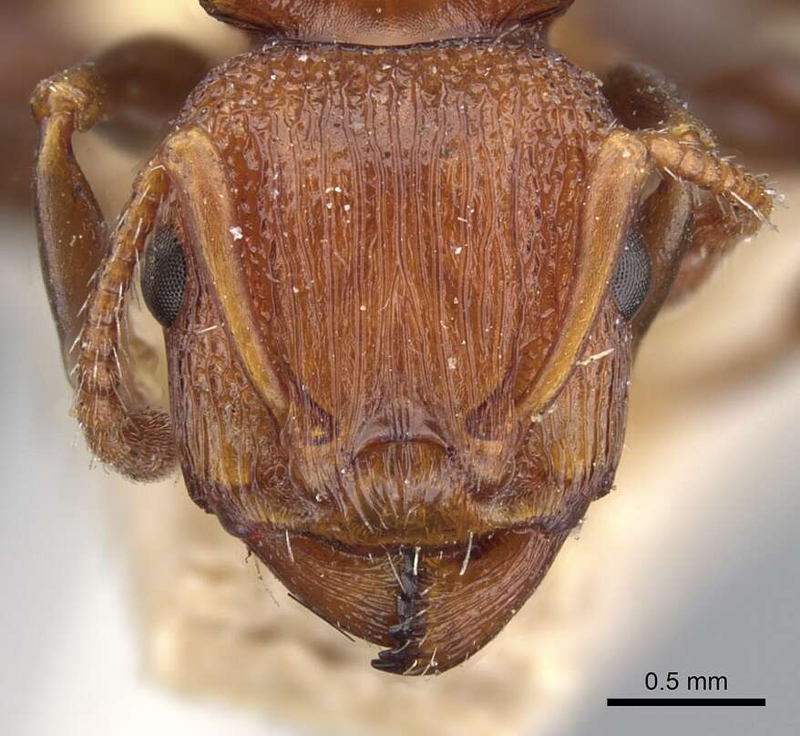 Image of Podomyrma adelaidae (Smith 1858)