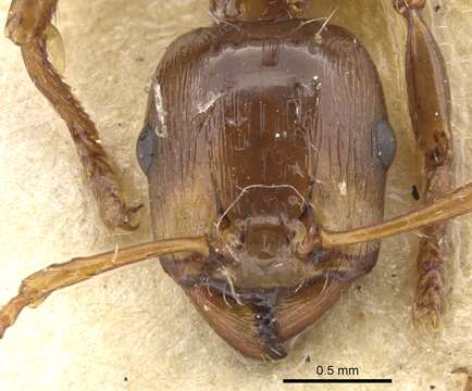 Plancia ëd Podomyrma testacea Donisthorpe 1949