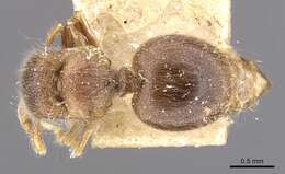 Image of Meranoplus inermis Emery 1895