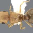 Image of Meranoplus sthenus Bolton 1981