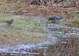 Image of Eastern Bluebird