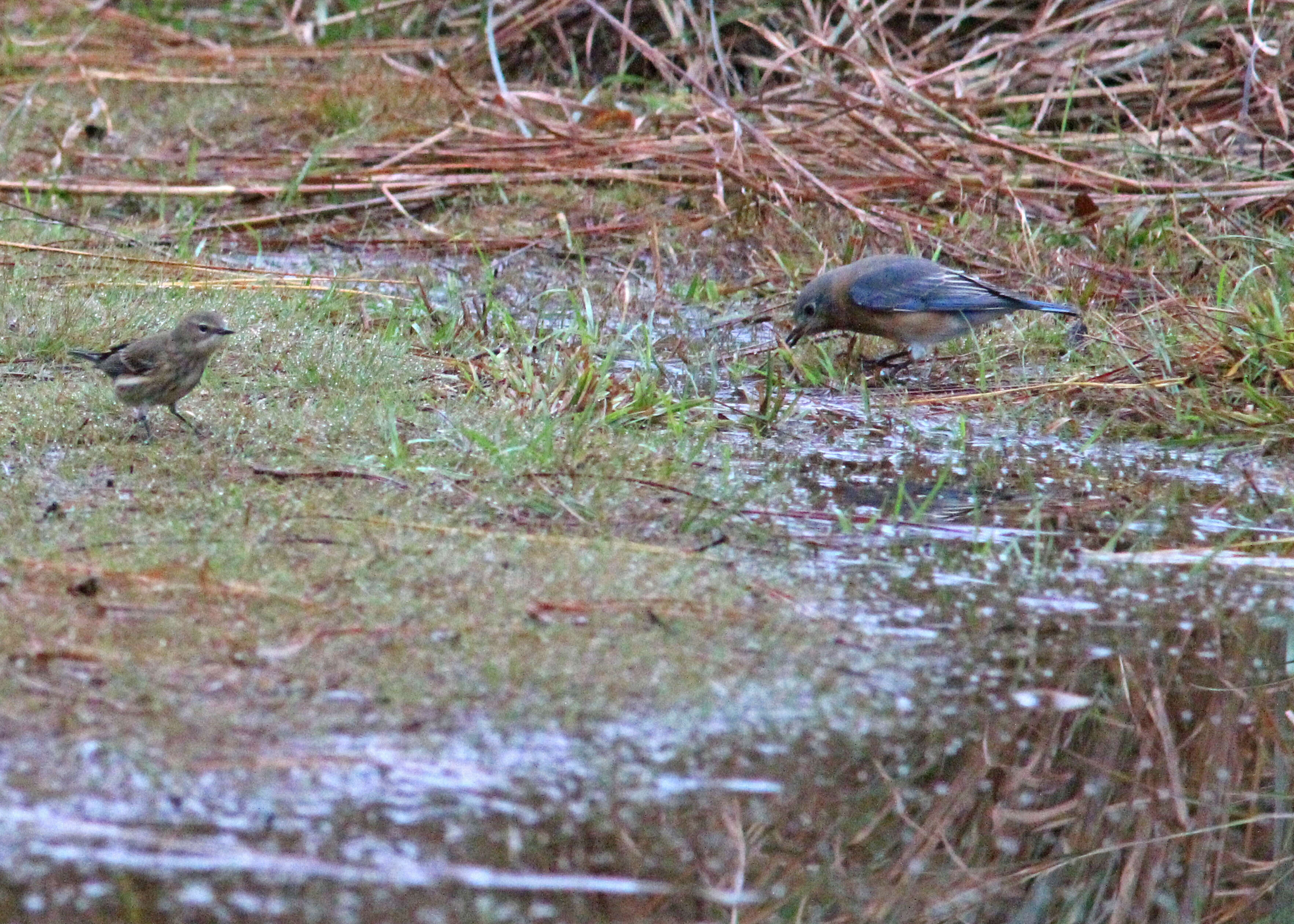 Image of Eastern Bluebird