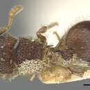 Image of Meranoplus sabronensis Donisthorpe 1941