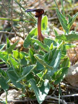 Image of Spanish Birthwort