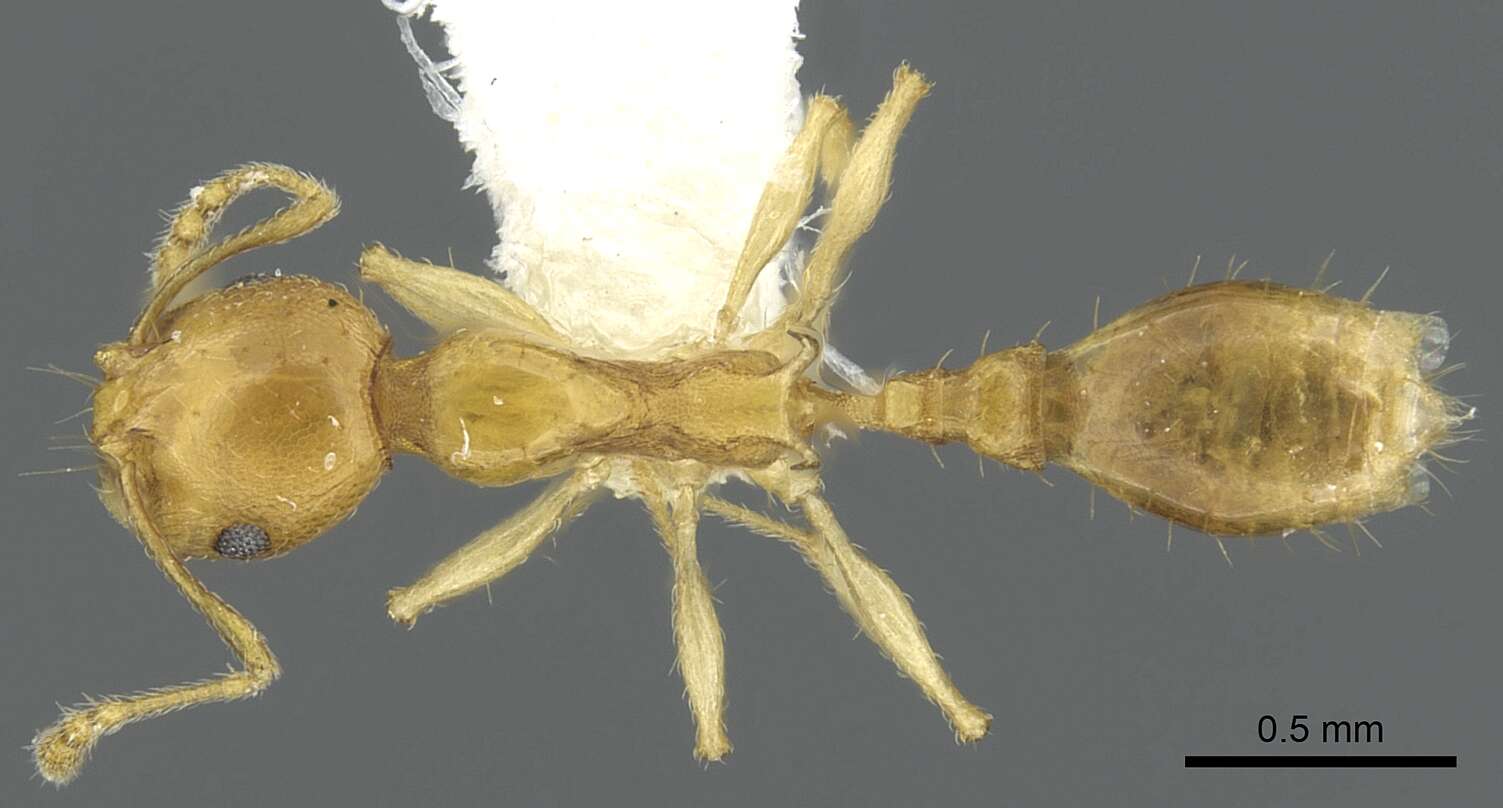 Image of Recurvidris