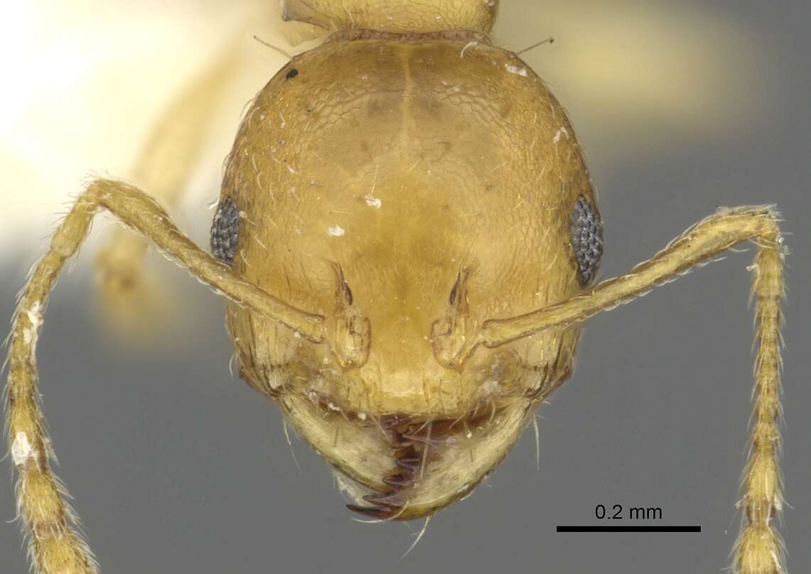 Image of Recurvidris