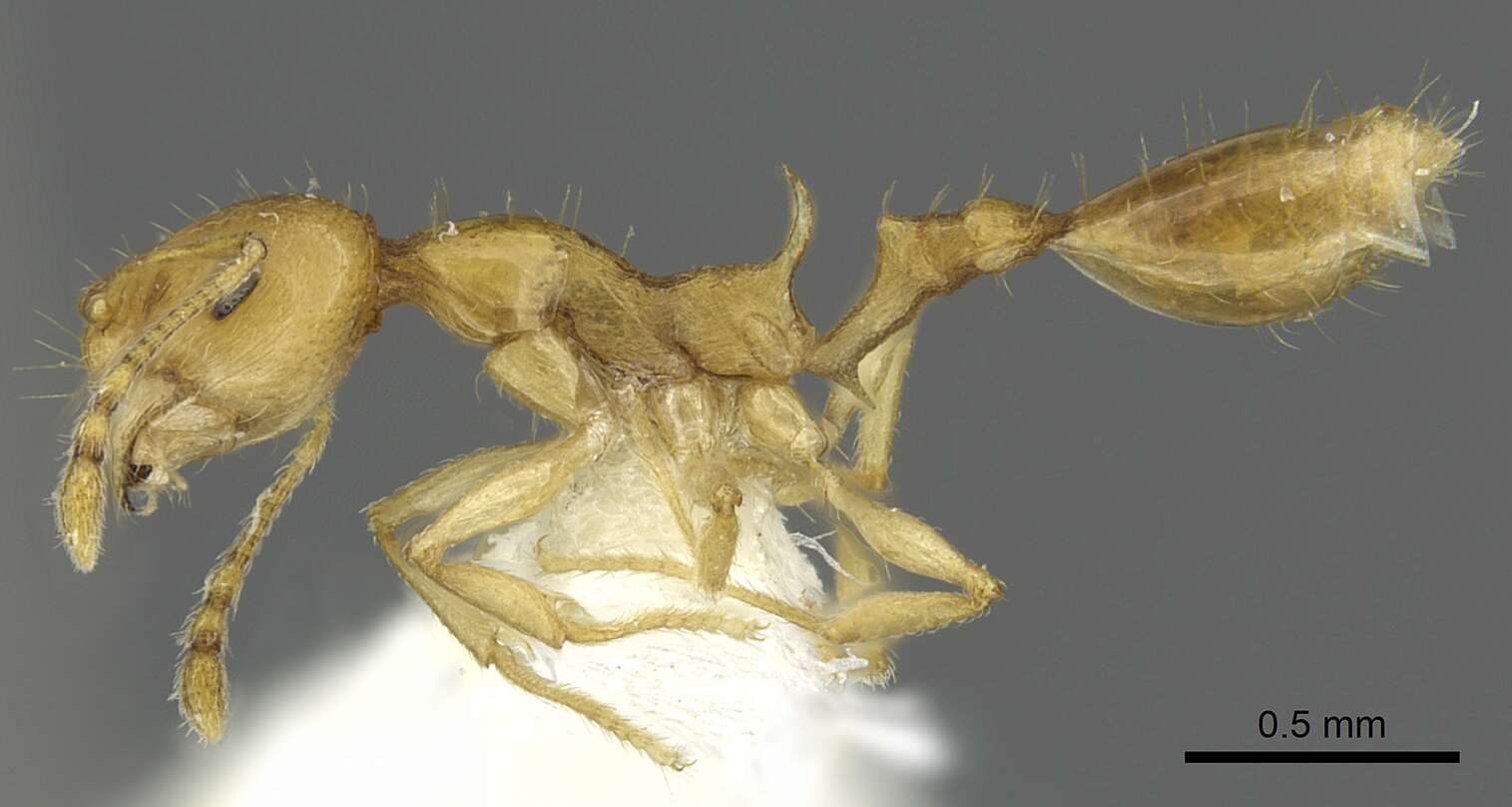 Image of Recurvidris