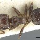 Image of Crematogaster hemiceros Santschi 1926