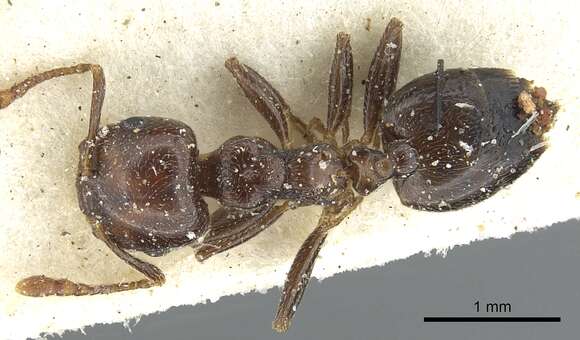 Image of Crematogaster hemiceros Santschi 1926