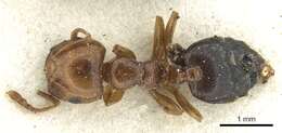 Crematogaster kachelibae Arnold 1954 resmi