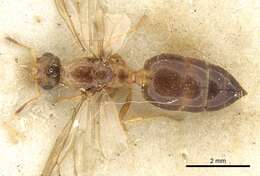 Image of Crematogaster rectinota Forel 1913