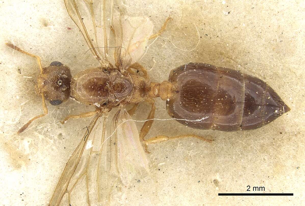 Image of Crematogaster rectinota Forel 1913