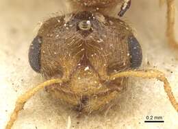 Image of Crematogaster rectinota Forel 1913