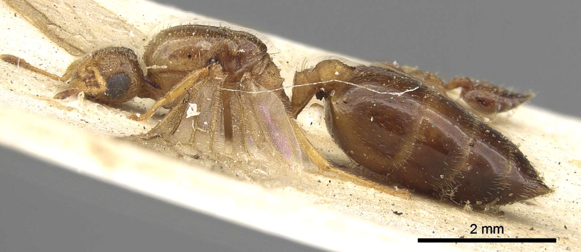 Image of Crematogaster rectinota Forel 1913