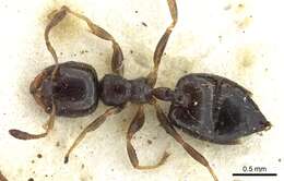 Crematogaster boera Ruzsky 1926 resmi