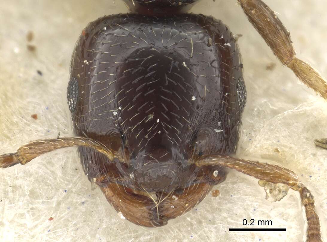 Crematogaster boera Ruzsky 1926 resmi