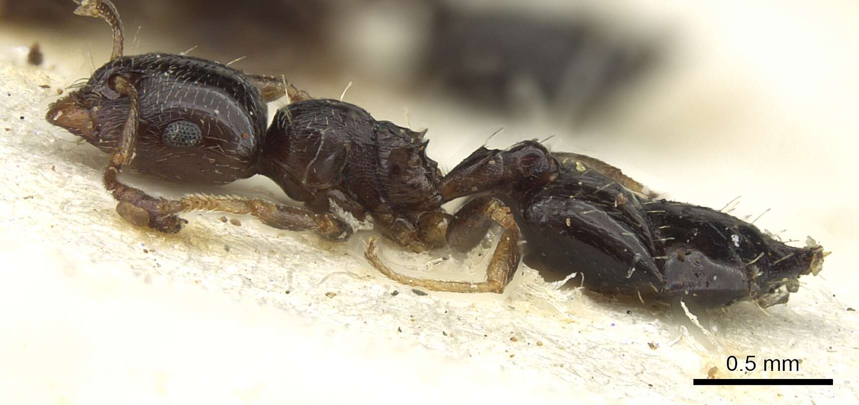 Crematogaster boera Ruzsky 1926 resmi