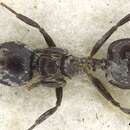 Image of Crematogaster cuvierae Donisthorpe 1945