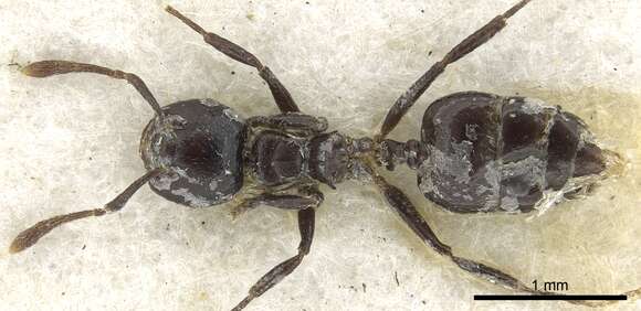 Image of Crematogaster cuvierae Donisthorpe 1945