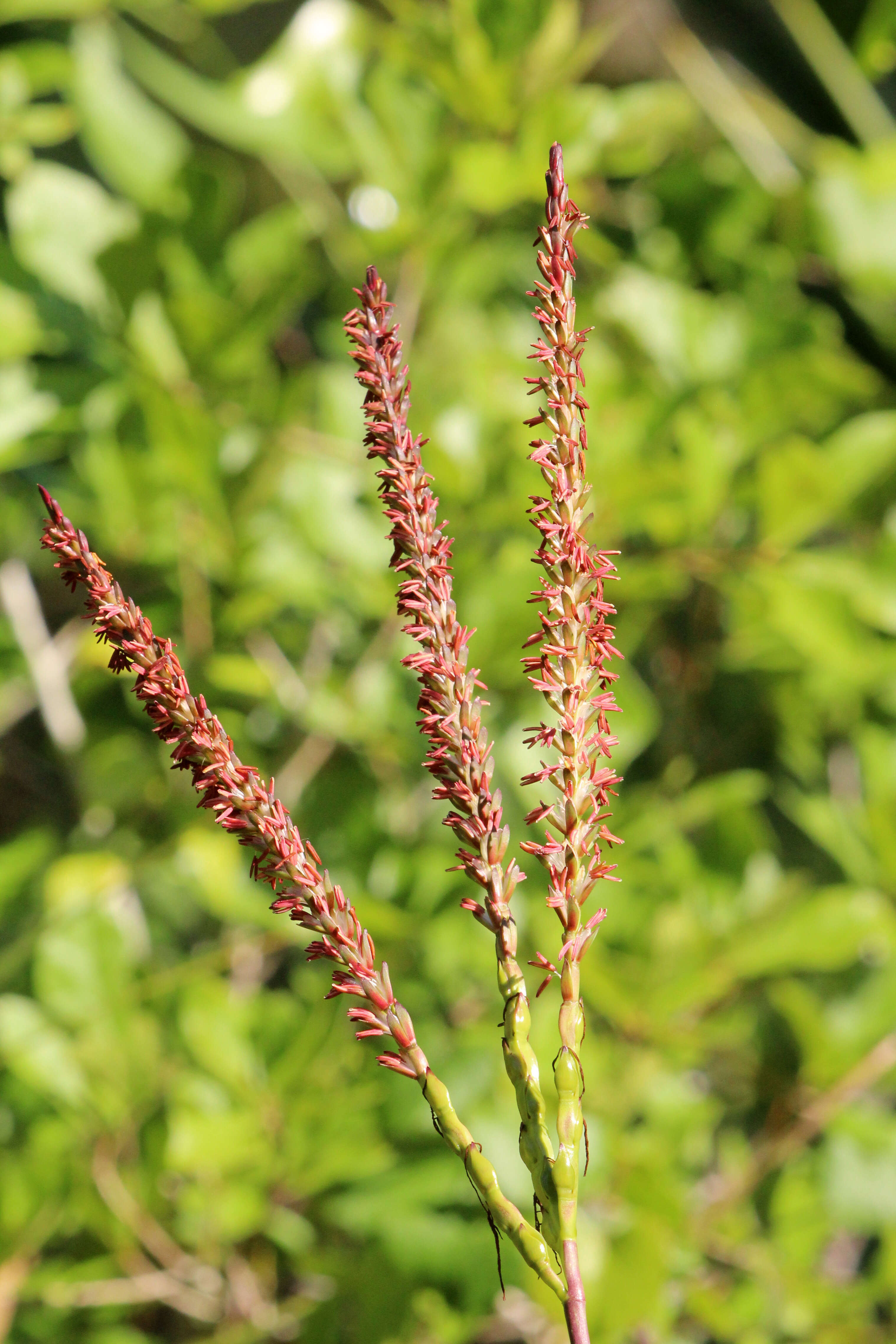 Sivun Tripsacum dactyloides (L.) L. kuva