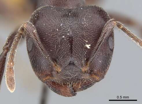 Image of Crematogaster clariventris Mayr 1895