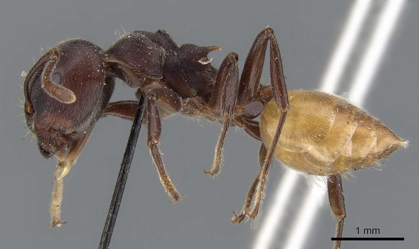 Image of Crematogaster clariventris Mayr 1895