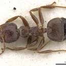 Image of Crematogaster arnoldi Forel 1914