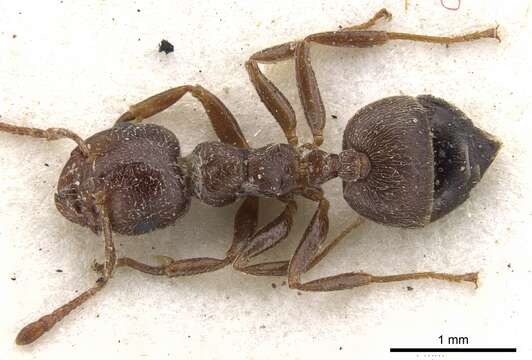 Crematogaster arnoldi Forel 1914 resmi