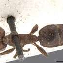 Image of Crematogaster capensis Mayr 1862