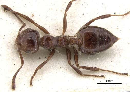 Image of Crematogaster monticola Arnold 1920