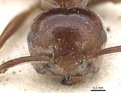 Image of Crematogaster monticola Arnold 1920