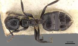 Crematogaster santschii Forel 1913 resmi