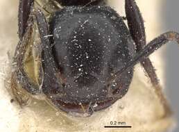 Crematogaster santschii Forel 1913 resmi